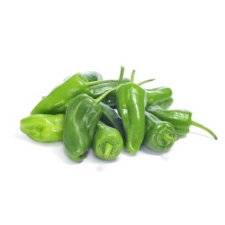 PIMIENTO PADRÓN EN MACETA