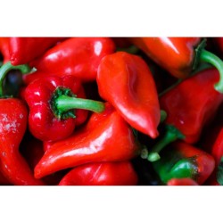 PIMIENTO PIQUILLO EN MACETA