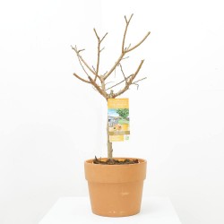 ALBARICOQUERO ENANO 5L