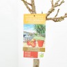NECTARINO ENANO 5L