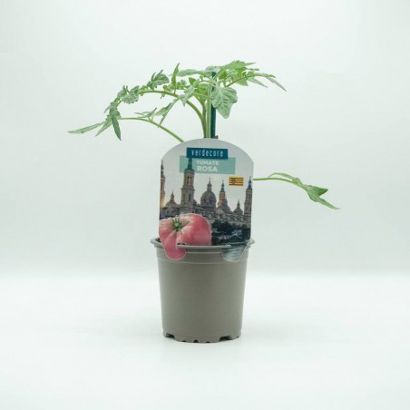 TOMATE ROSA ARAGÓN VERDECORA MACETA 11CM