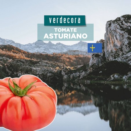 TOMATE ASTURIANO VERDECORA MACETA 11CM