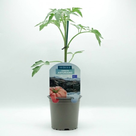 TOMATE ASTURIANO VERDECORA MACETA 11CM