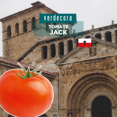 TOMATE JACK CANTABRIA VERDECORA MACETA 11CM