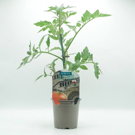 TOMATE JACK CANTABRIA VERDECORA MACETA 11CM