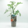 TOMATE JACK CANTABRIA VERDECORA MACETA 11CM