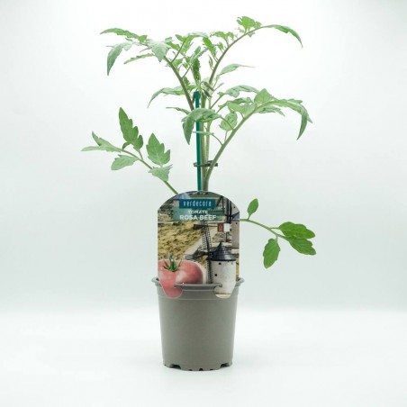 TOMATE ROSA BEEF CASTILLA LA MANCHA VERDECORA MACETA 11CM
