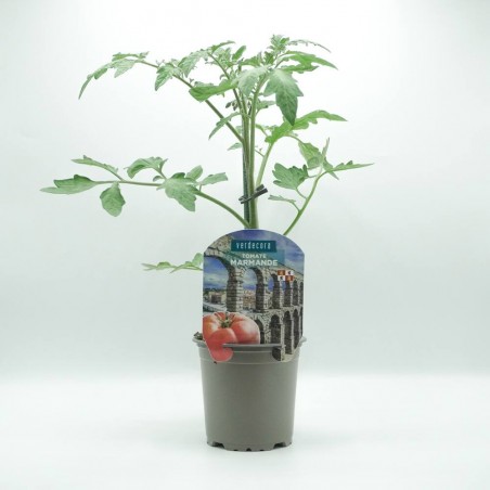 TOMATE MARMANDE CASTILLA Y LEÓN VERDECORA MACETA 11CM