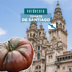 TOMATE DE SANTIAGO GALICIA VERDECORA MACETA 11CM