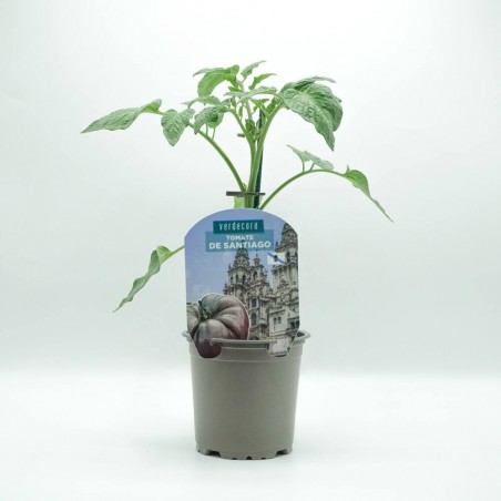 TOMATE DE SANTIAGO GALICIA VERDECORA MACETA 11CM