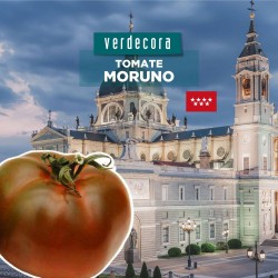 TOMATE MORUNO MADRID VERDECORA MACETA 11CM