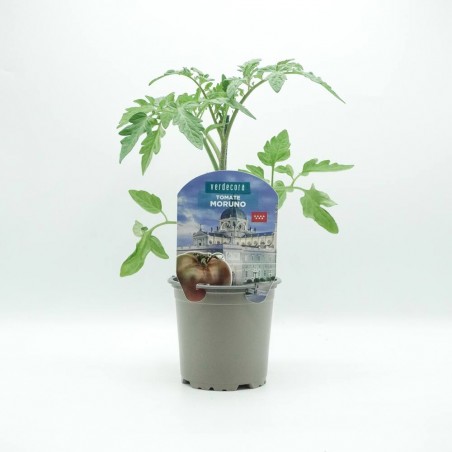 TOMATE MORUNO MADRID VERDECORA MACETA 11CM