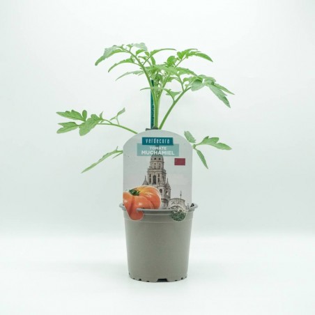TOMATE MUCHAMIEL MURCIA VERDECORA MACETA 11CM