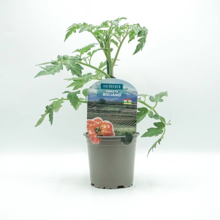 TOMATE RIOJANO VERDECORA MACETA 11CM