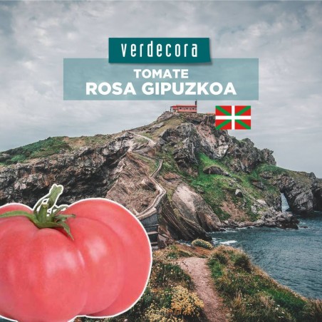TOMATE ROSA DE GIPUZKUA PAIS VASCO VERDECORA MACETA 11CM
