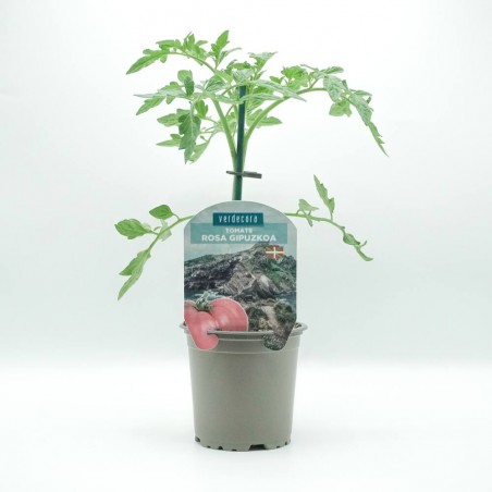TOMATE ROSA DE GIPUZKUA PAIS VASCO VERDECORA MACETA 11CM