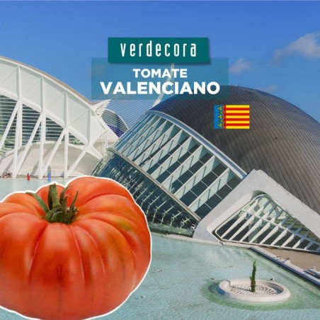 TOMATE VALENCIANO VERDECORA MACETA 11CM