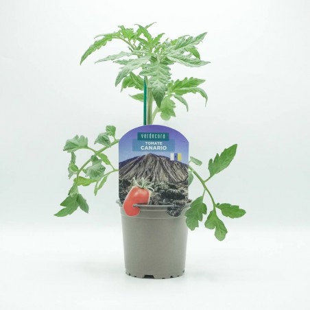 TOMATE CANARIO VERDECORA MACETA 11CM