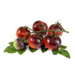 TOMATE AZUL COCKTAIL M-11