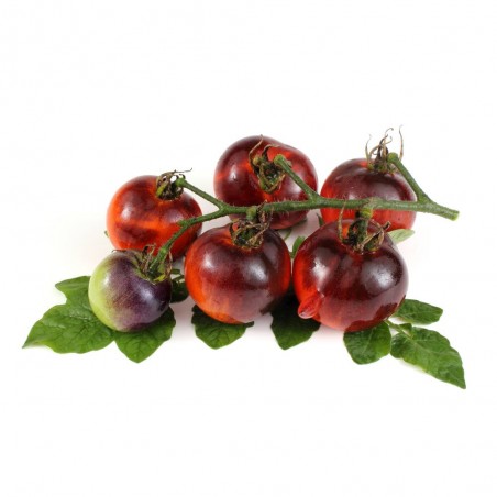 TOMATE AZUL COCKTAIL M-11