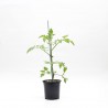 TOMATE AZUL COCKTAIL M-11