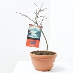 ACER PALMATUM ROJO MACETA TARRINA 6 LITROS