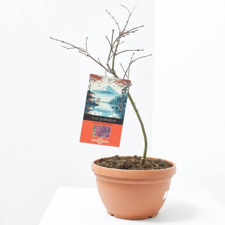 ACER PALMATUM ROJO MACETA TARRINA 6 LITROS