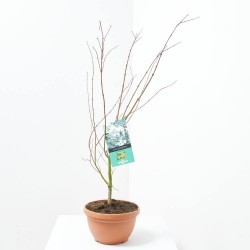 ACER PALMATUM VERDE MACETA TARRINA 6 LITROS