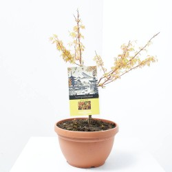 ACER PALMATUM AMARILLO MACETA TARRINA 6 LITROS