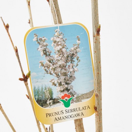PRUNUS SERRULATA AMANOGAWA MACETA 18 LITROS