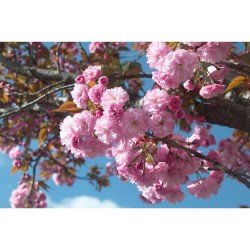 PRUNUS SERRULATA KANZAN MACETA 18 LITROS