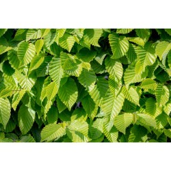 CARPINUS FUTUR TREE MACETA 5L (HAYA)