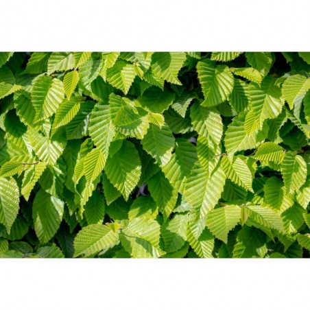 CARPINUS FUTUR TREE MACETA 5L (HAYA)