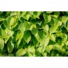 CARPINUS FUTUR TREE MACETA 5L (HAYA)