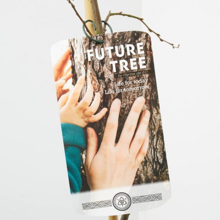 CARPINUS FUTUR TREE MACETA 5L (HAYA)