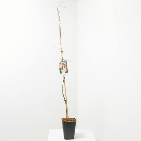 CARPINUS FUTUR TREE MACETA 5L (HAYA)
