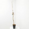 CARPINUS FUTUR TREE MACETA 5L (HAYA)