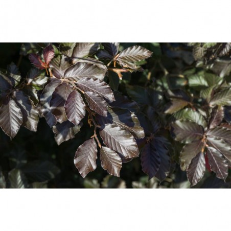 FAGUS ATROPURPUREA FUTUR TREE 5L (HAYA PÚRPURA)