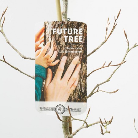 FAGUS ATROPURPUREA FUTUR TREE 5L (HAYA PÚRPURA)