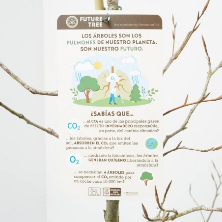 FAGUS ATROPURPUREA FUTUR TREE 5L (HAYA PÚRPURA)