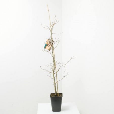 FAGUS ATROPURPUREA FUTUR TREE 5L (HAYA PÚRPURA)