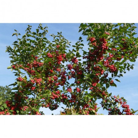 MALUS RED SENTINEL 5L COPA