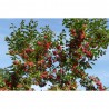 MALUS RED SENTINEL 5L COPA
