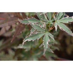 ACER PALMATUM BUTTERFLY TARRINA 35CM