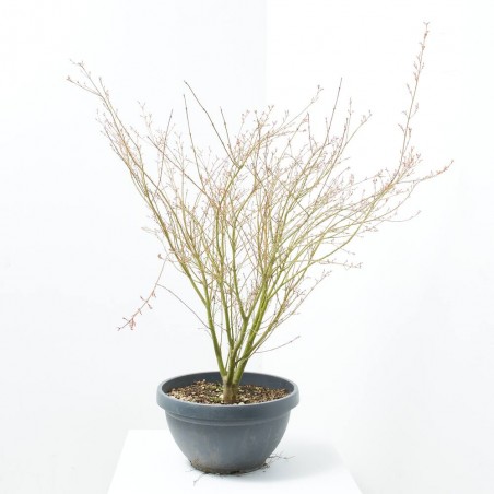 ACER PALMATUM BUTTERFLY TARRINA 35CM
