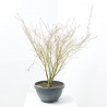 ACER PALMATUM BUTTERFLY TARRINA 35CM