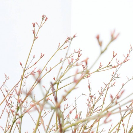 ACER PALMATUM BUTTERFLY TARRINA 35CM