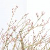 ACER PALMATUM BUTTERFLY TARRINA 35CM