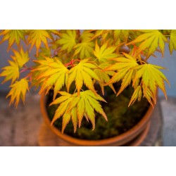 ACER PALMATUM ORANGE DREAM 5L BONSAI