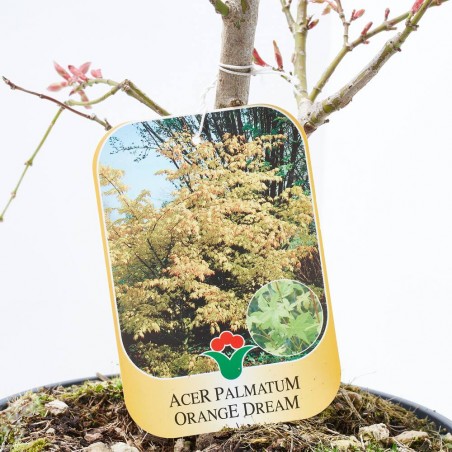 ACER PALMATUM ORANGE DREAM 5L BONSAI